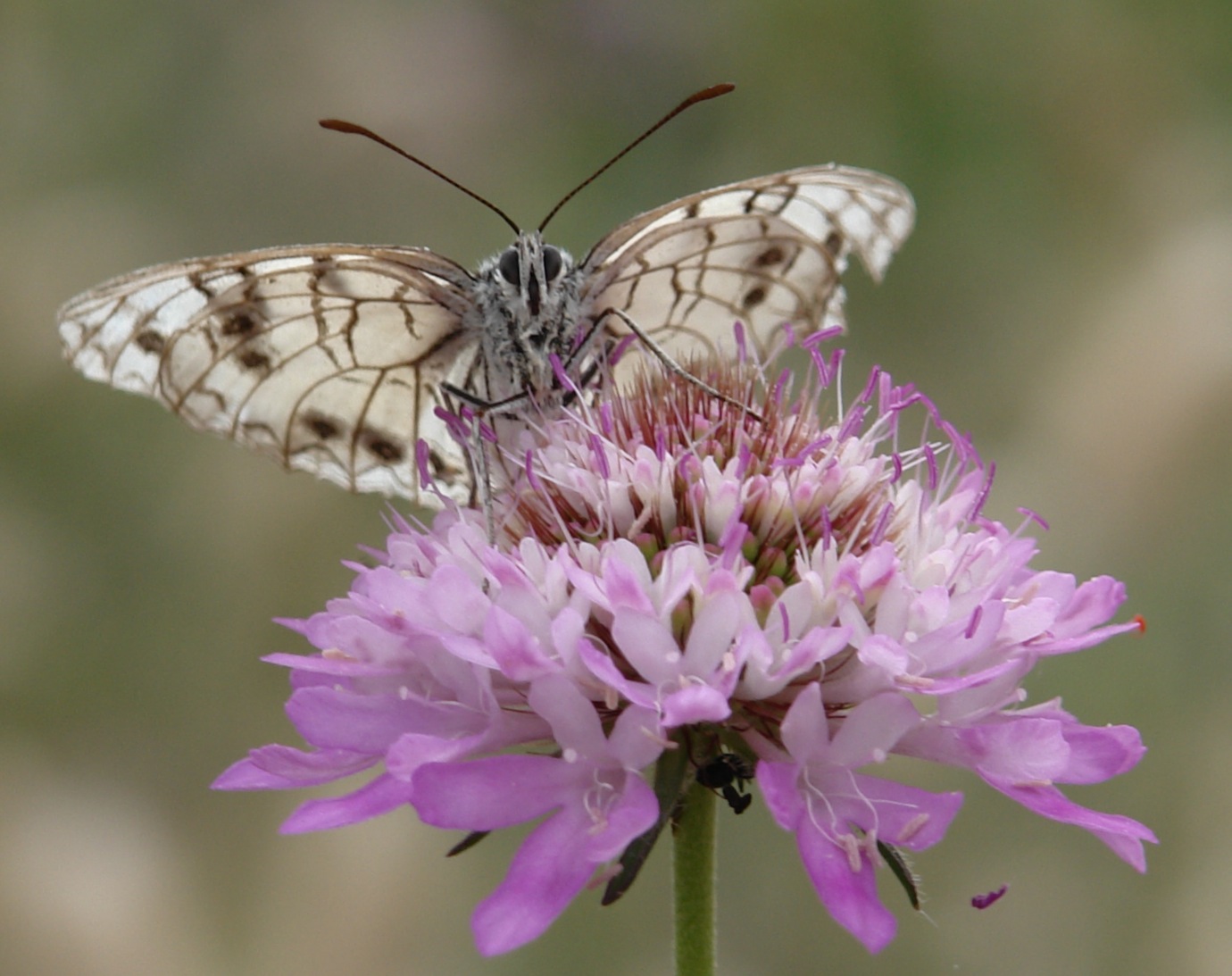 identificazione lepidoptero - Melanargia arge